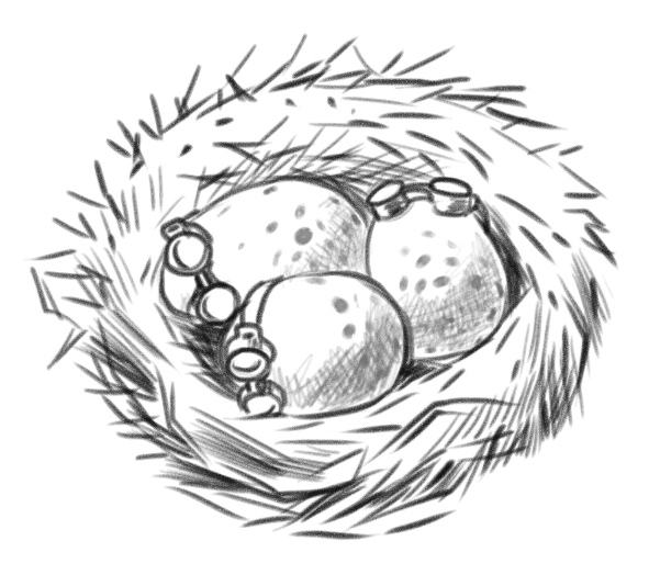 Eggs in a nest