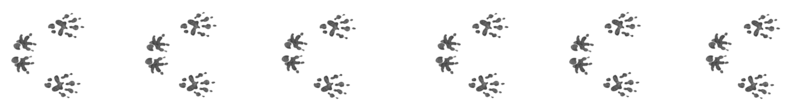 Paws Drawing