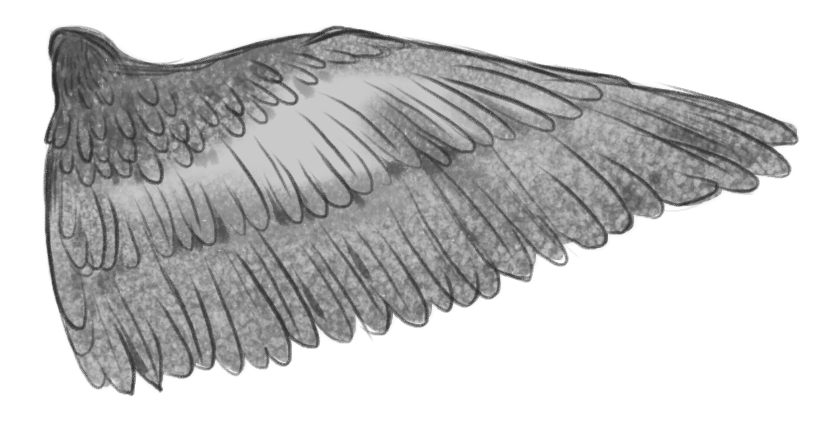 A wing